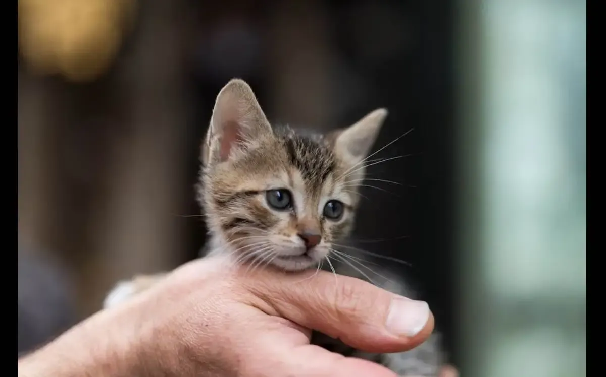 Cara Membasmi Kutu pada Anak Kucing yang Wajib Kamu Ketahui, Ternyata Tidak Bisa Sembarangan (Sumber : freepik.com)