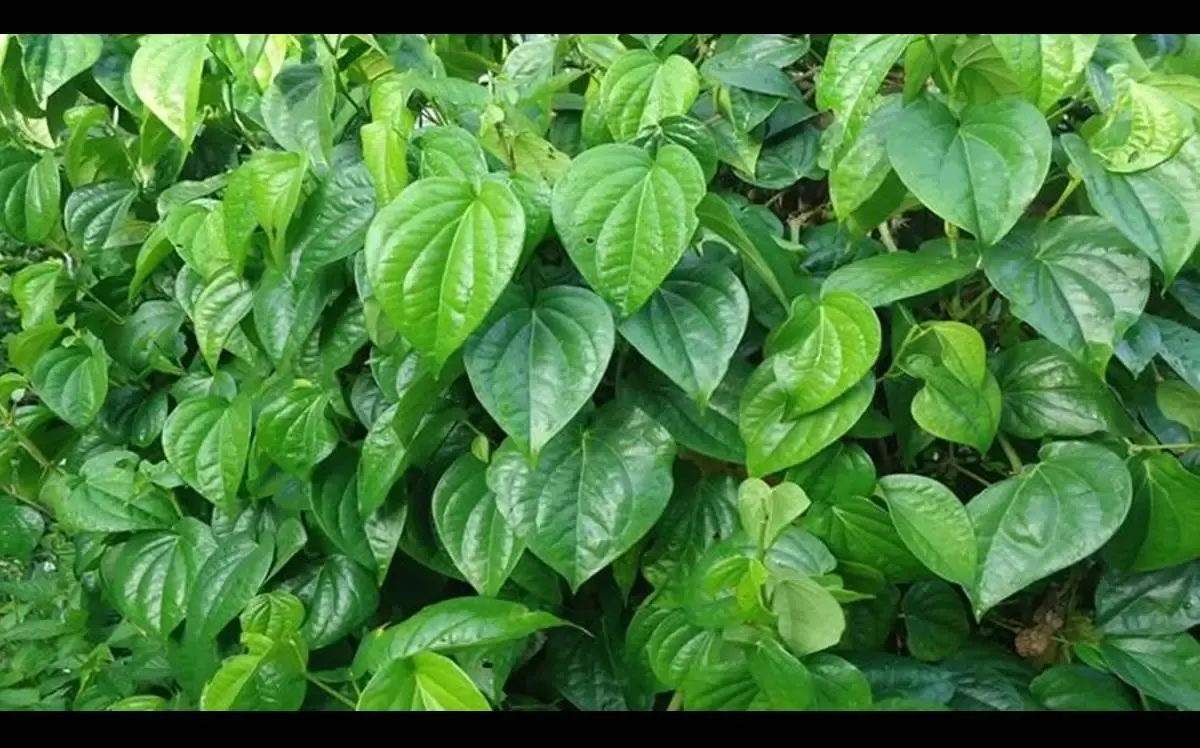 Manfaat Daun Sirih Untuk Kesehatan Tubuh, Ternyata Dapat Menyehatkan Kulit dan Rambut (Sumber : rumah.com)