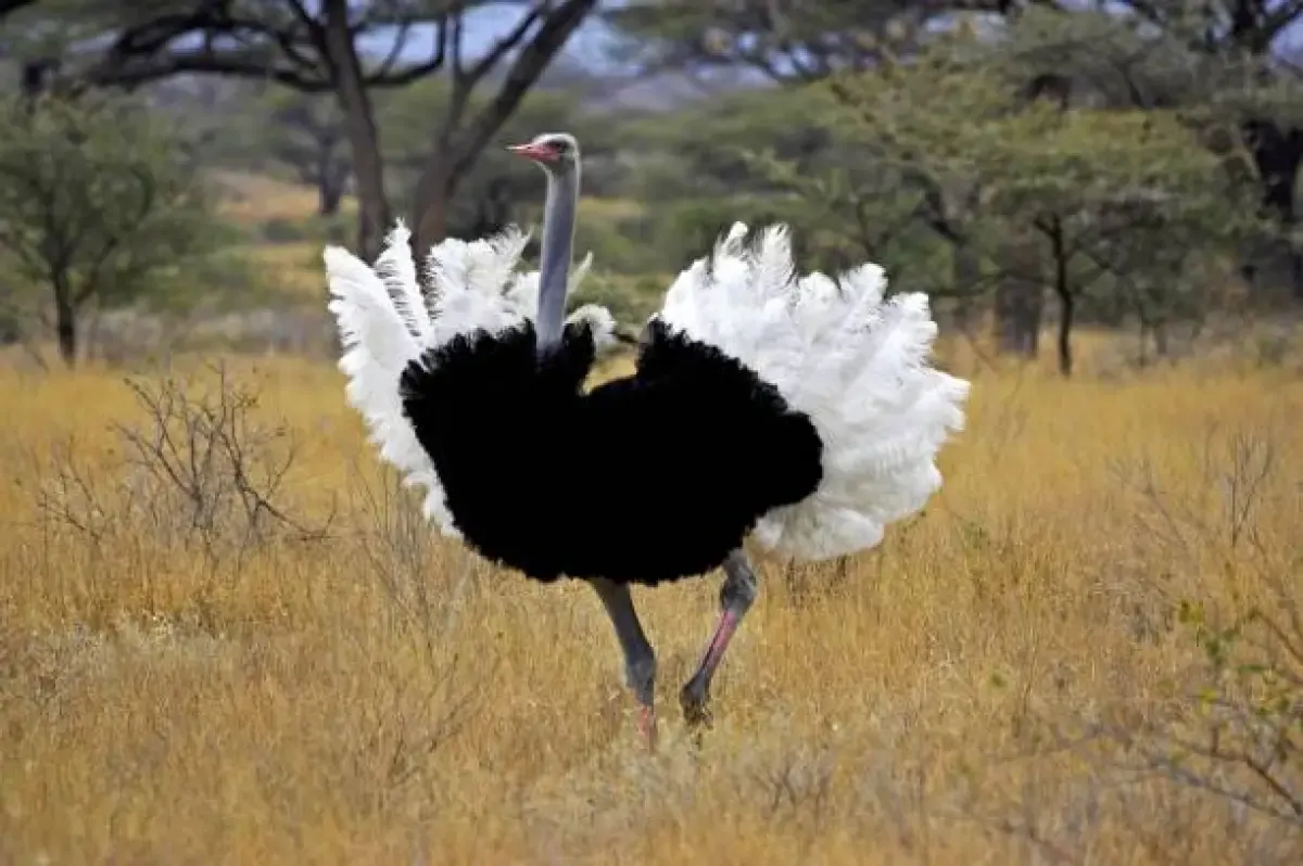 Penyebab burung unta tidak bisa terbang (Sumber : Istockphoto.com)