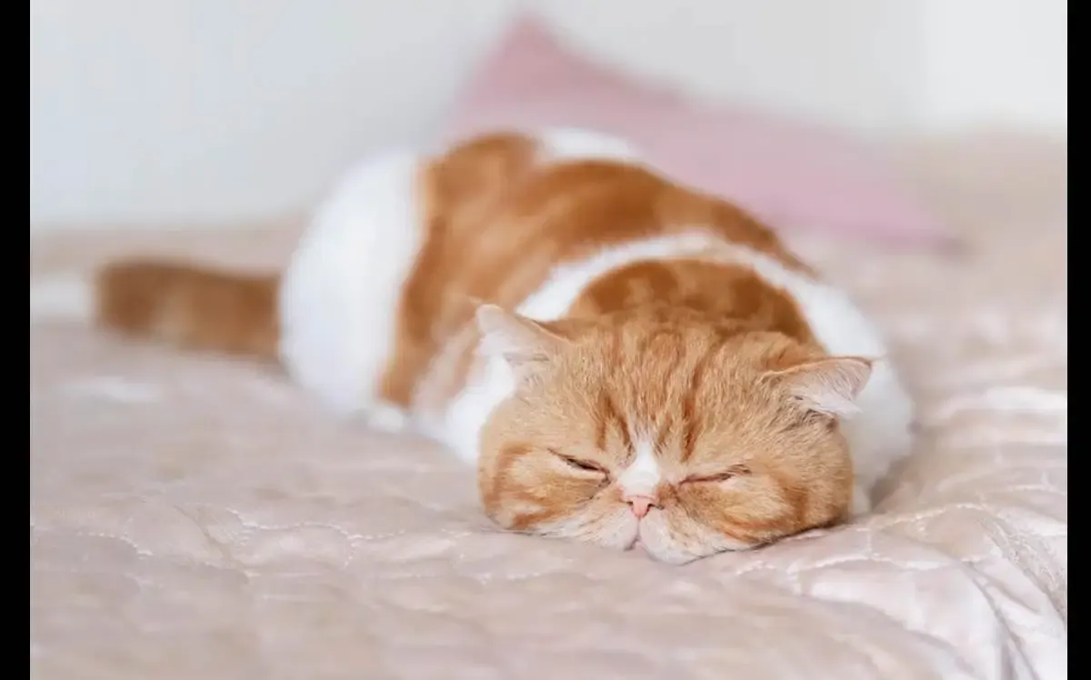 Mengapa Kucing Lebih Banyak Menghabiskan Waktunya Untuk Tidur? (Sumber : freepik.com)