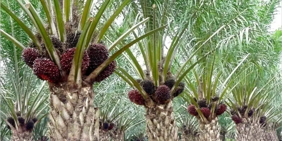 Harga Kelapa Sawit Periode 24 Hingga 30 Mei 2023 (Sumber : Dok.AstraAgoLestari)