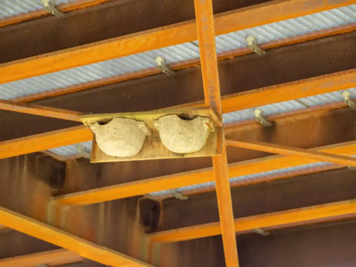 Tempat tinggal burung walet (Sumber : Istockphoto.com)