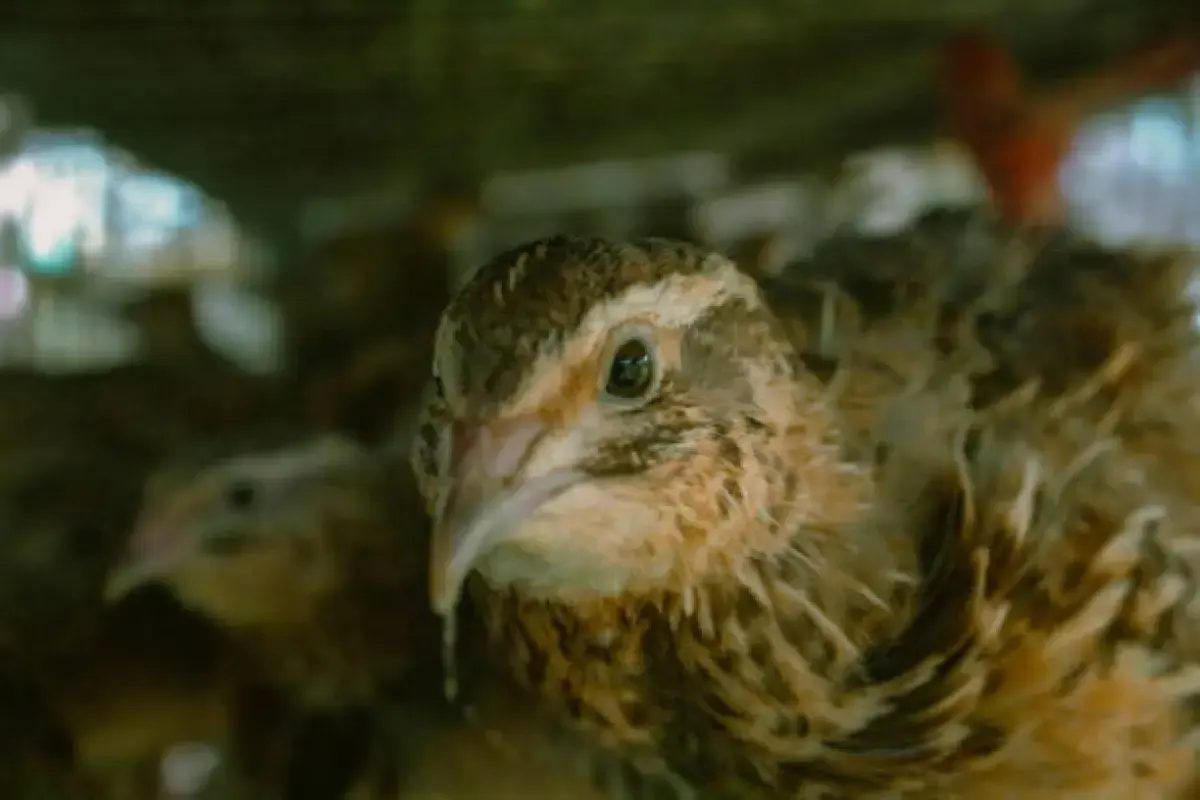 Ini Burung Puyuh, Burung yang Manfaatnya Sama Seperti Ayam! Burung Puyuh Kawin Saat Masih Bocil Loh! (Sumber : Istockphoto.com)