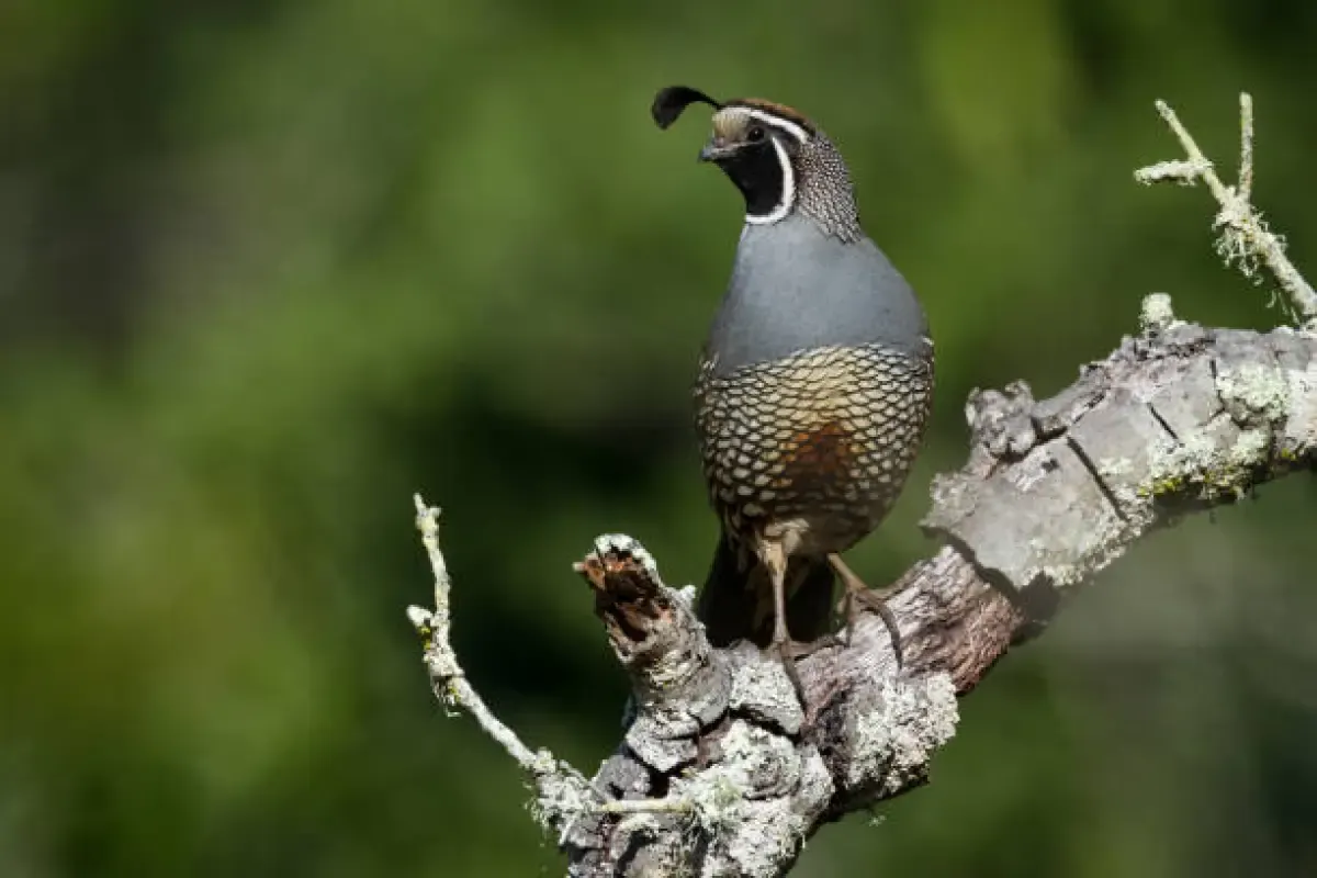 Burung gamak/Burung Puyuh (Sumber : Istockphoto.com)