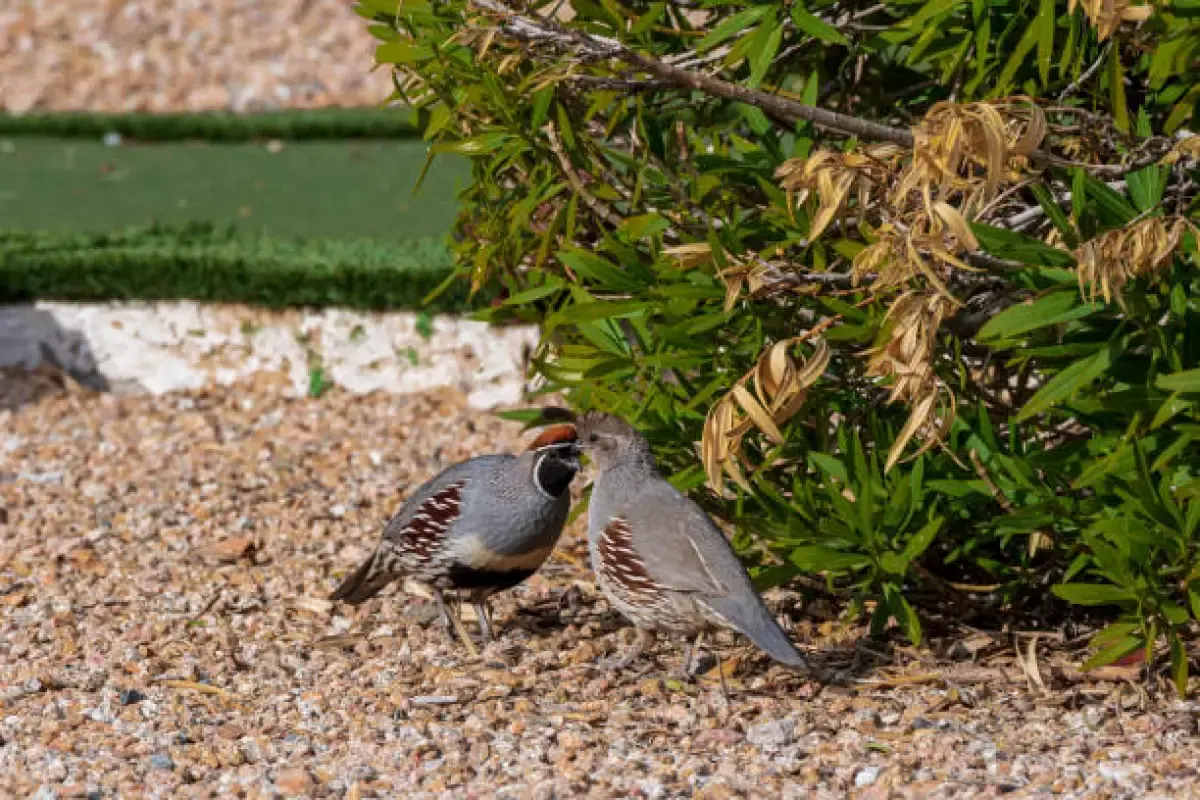Jenis jenis burung puyuh (Sumber : Istockphoto.com)
