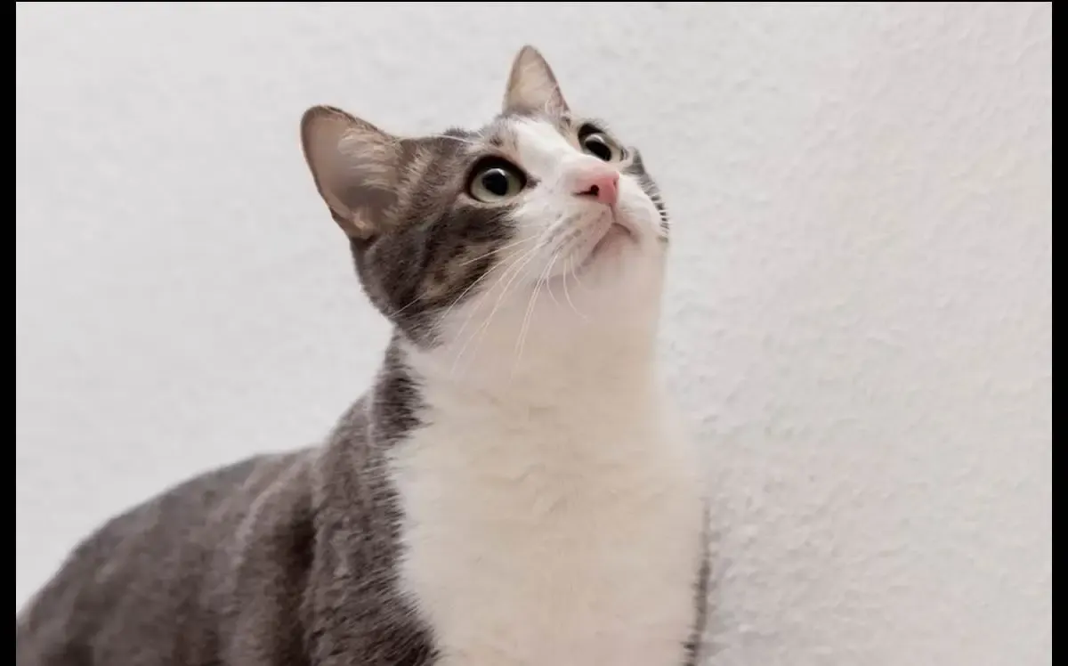 Mengenal Lebih Dekat Tahapan Umur Kucing, Sebagai Panduan Untuk Merawatnya (Sumber : freepik.com)