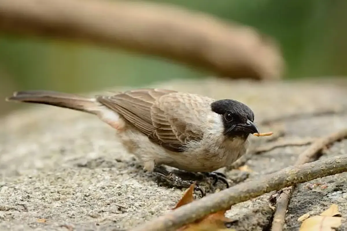 Tips Merawat Burung Kutilang, dari Kebersihan Kandang, Mandi dan Berjemur (Sumber : Istockphoto.com)
