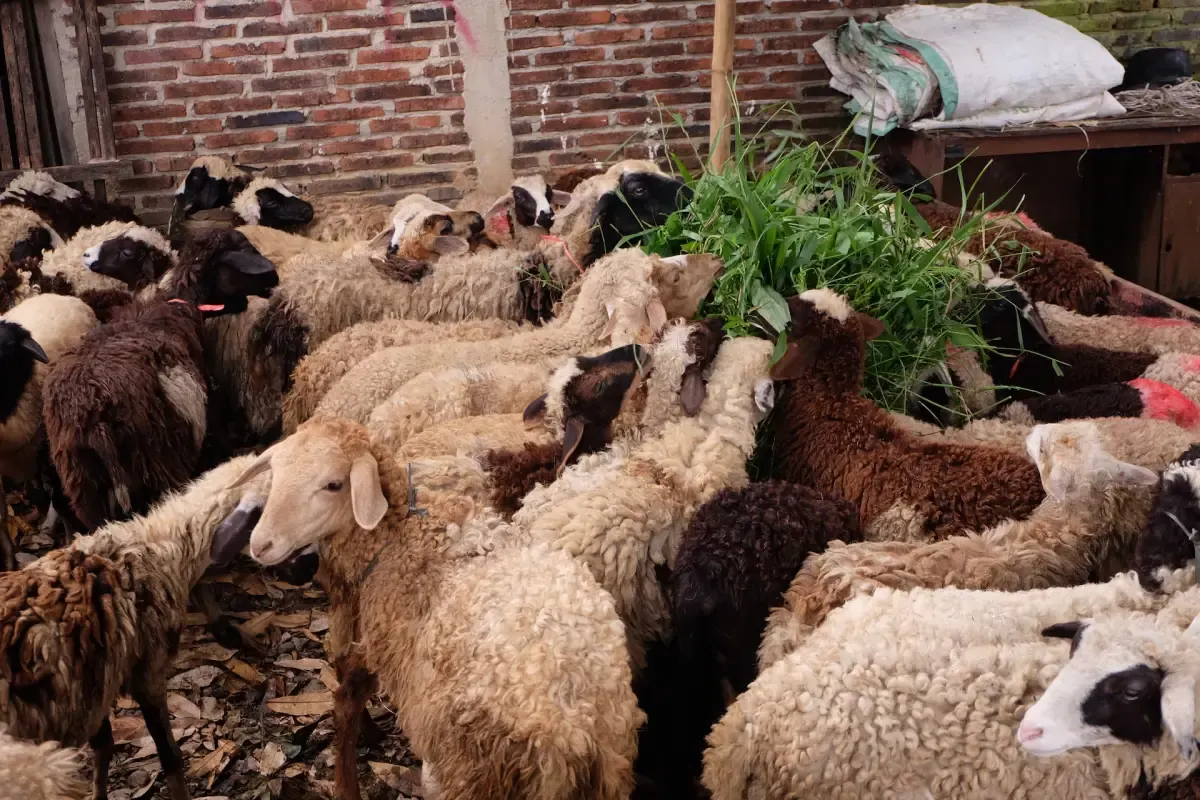 Ilustrasi hewan kurban. (Sumber : unsplash.com/Qamma Farm)