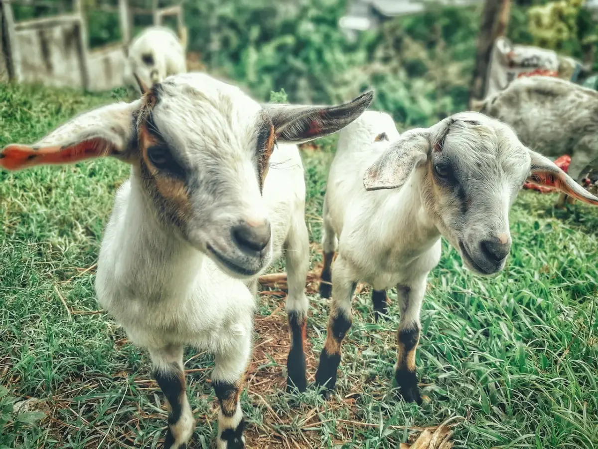 Kambing kurban dan akikah. (Sumber : pexels.com/Ruel Madelo)