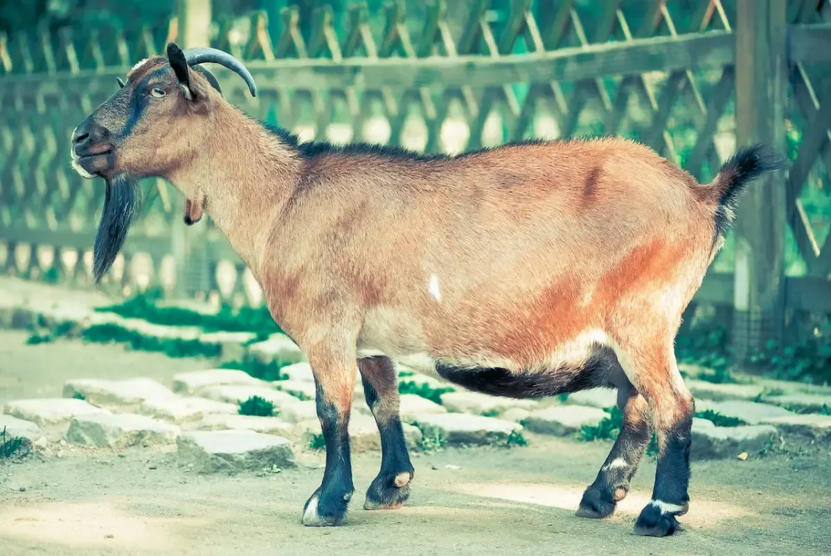 Ilustrasi daging kurban. (Sumber : pexels.com/pixabay)