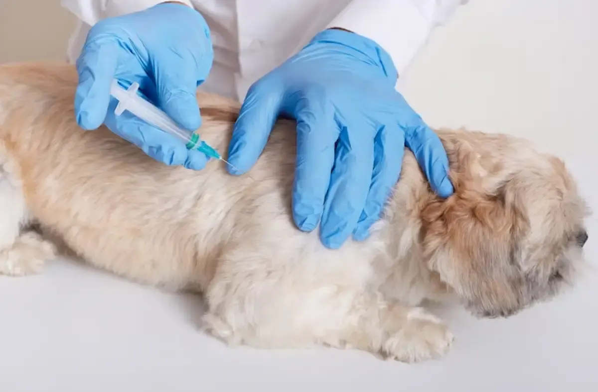 Ilustrasi vaksinasi rabies terhadap anjing. (Sumber : Freepik.com/user18526052)