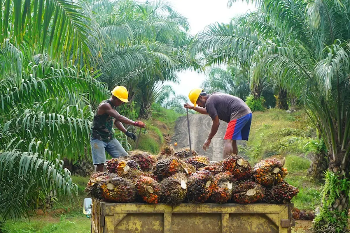 Harga CPO KPBN 21 Juni 2023 Melorot Rp 430/kg(Sumber : Pinterest)