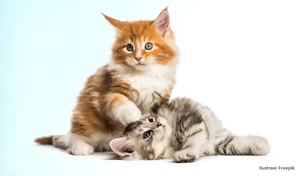 10 Vitamin Kucing dan Mineral yang Dibutuhkan Kucing, Bisa Membuat Pertumbuhan Kucing Lebih Baik dan Sehat 
 (Sumber : Freepik)