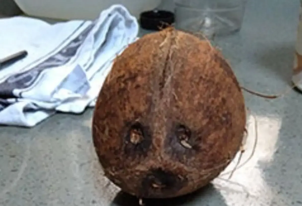 Ilustrasi fenomena pareidolia  (Sumber : lenstore.co.uk)