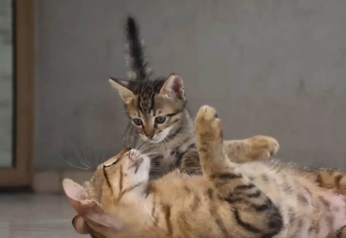 10 Alasan Mengapa Anak Kucing Tidak Bisa Hidup Tanpa Induknya, Ternyata Peran Induk Kucing sangat Penting Lho! (Sumber : unsplash.com)