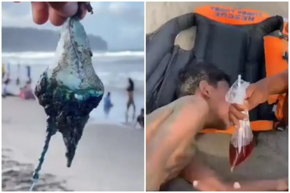 Waspadai ubur-ubur yang menyerang di sepanjang Pantai Selatan.  (Sumber : Twitter/@InfoFPMKI)