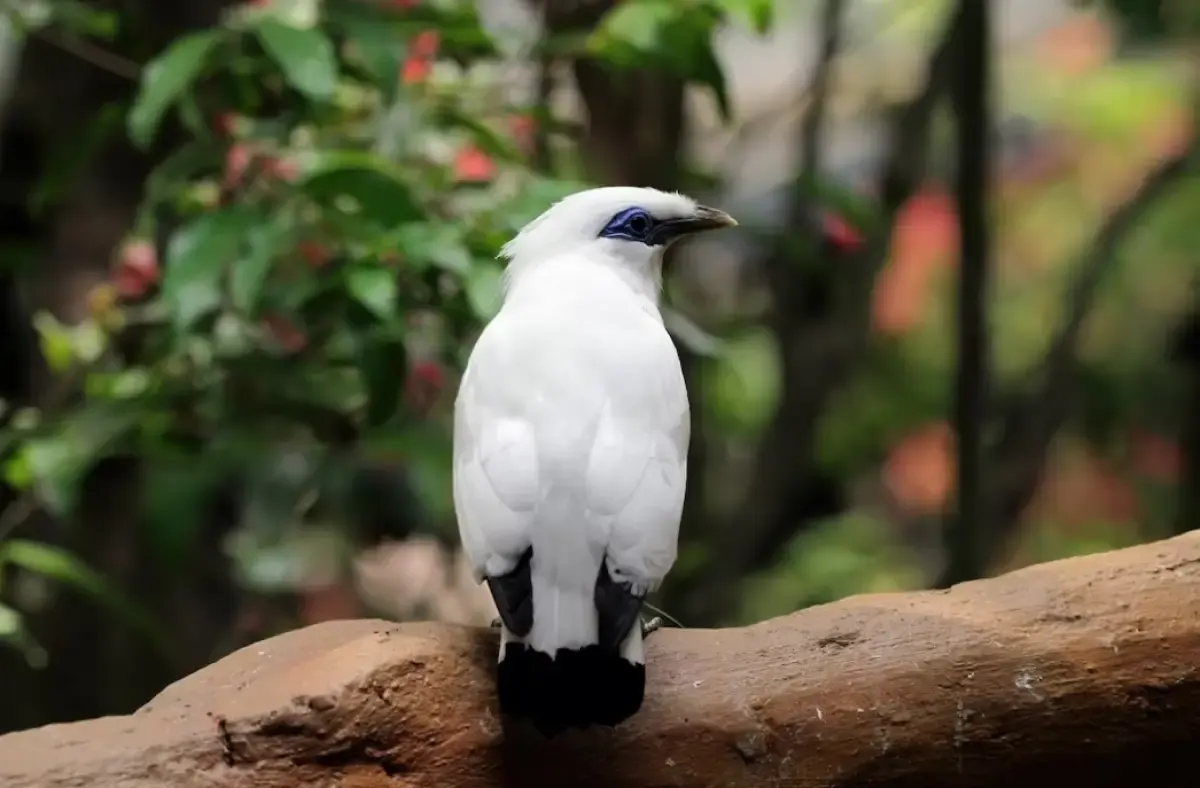 Burung Jalak, Yuks Kenalan Lebih Dekat dengan Peliharaan Favorit Para Penikmat Kicau Mania (Sumber : freepik.com)