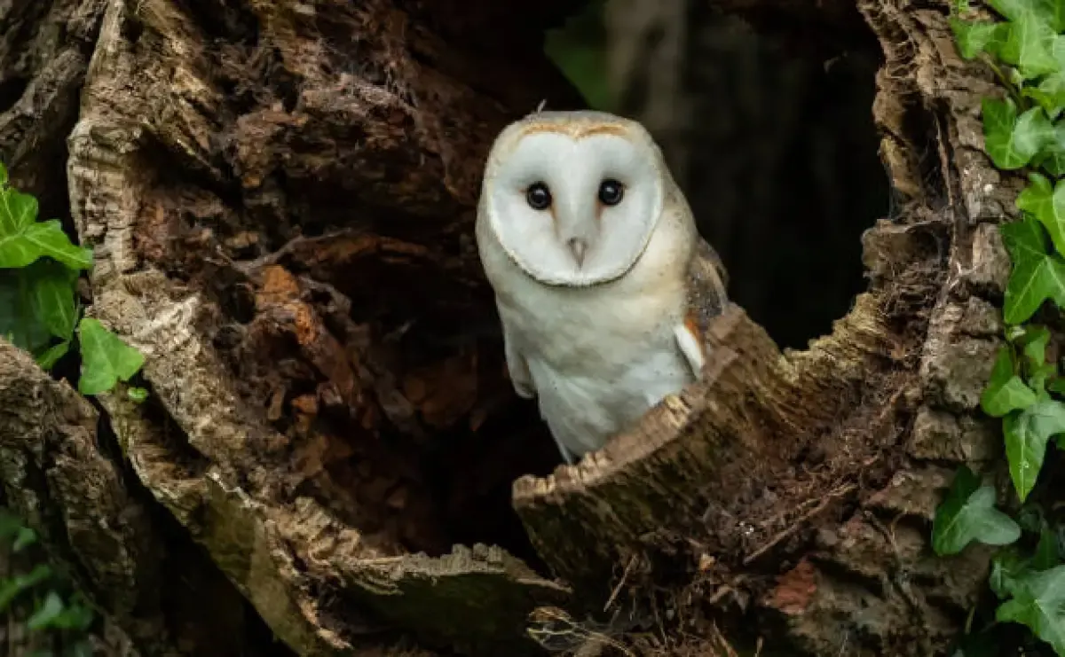 10 Jenis Burung Hantu, Makannya dan juga Ciri Khasnya (Sumber : Burung Hantu/istockphoto.com)