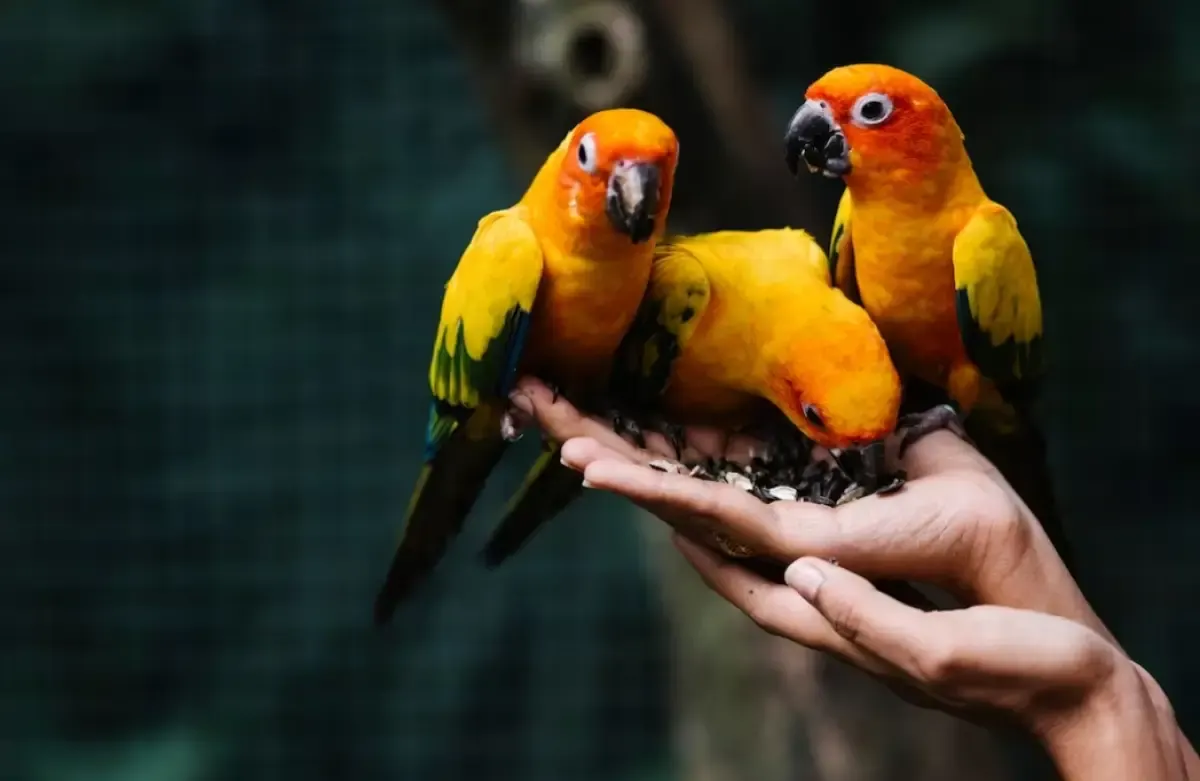 Mengenal Lebih Dekat Burung Nuri, Dari mulai Ciri Hingga Tips Bagaimana Melatihnya. Cocok Buat Kamu yang Ingin Memelihara Burung Pintar ini (Sumber : freepik.com)