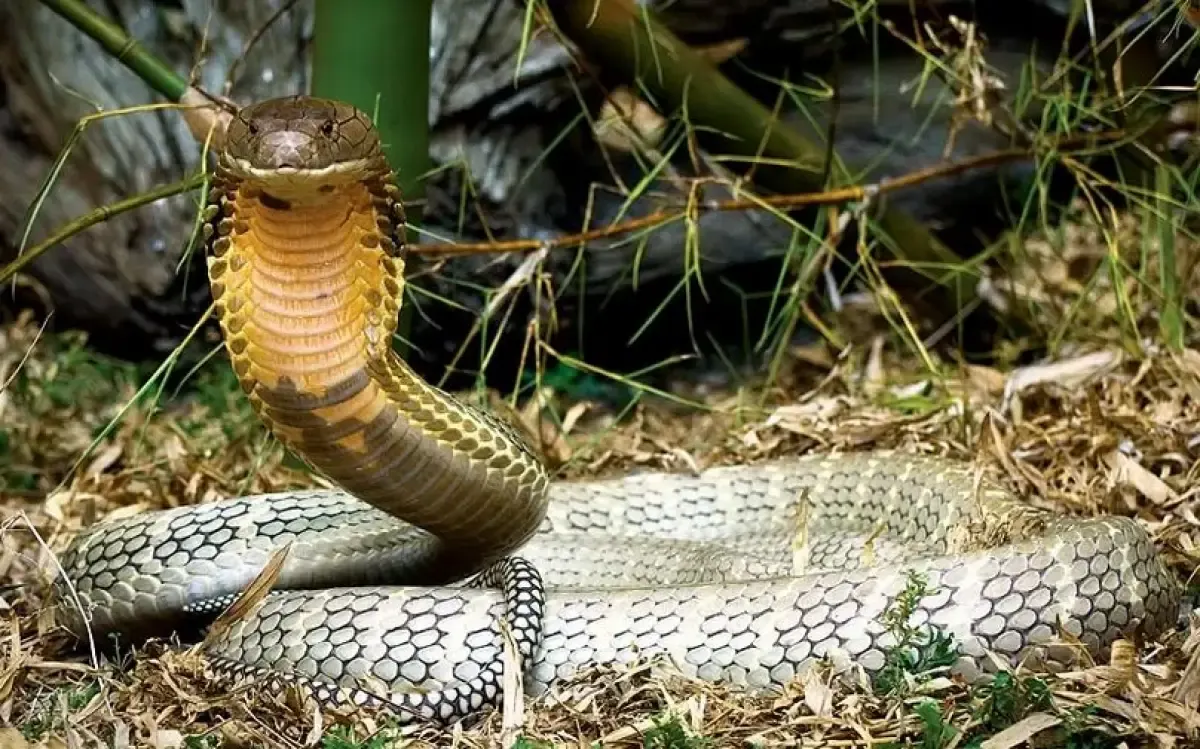 Arti mimpi bertemu ular (FOTO: bbc.com)