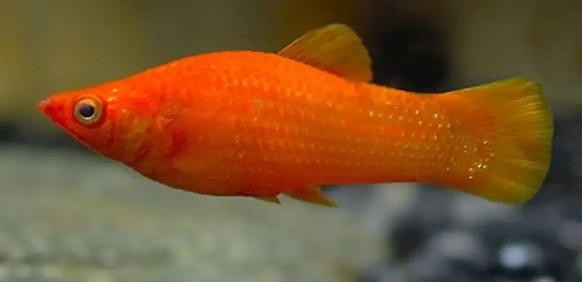 Kenalan Lebih Dekat dengan Ikan Molly yang Jadi Favorit Bagi Para Pecinta Aquascape. Bagus-bagus Bentuk dan Warnanya (Sumber : petpintar.com)