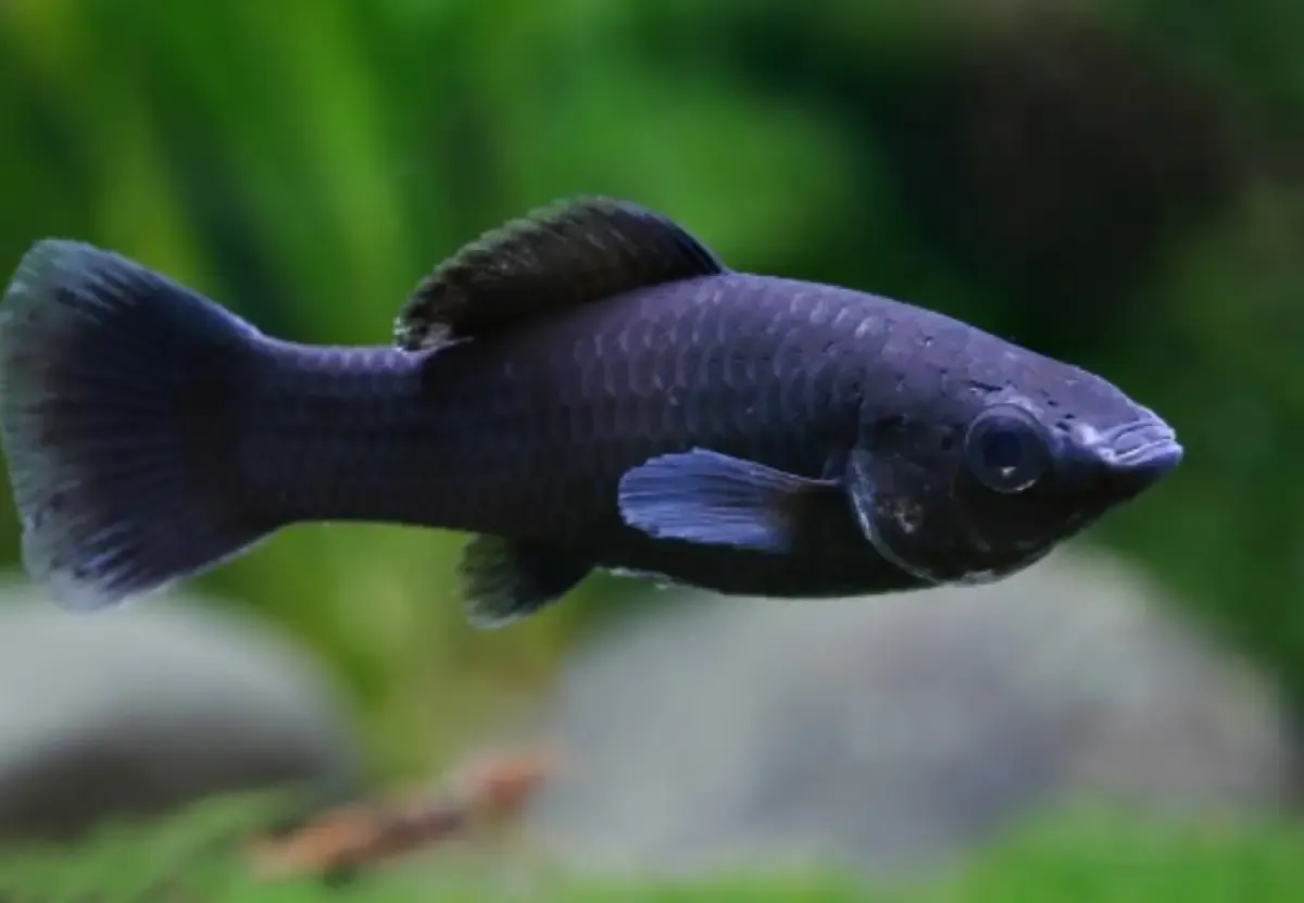 Rekomendasi 5 Jenis Ikan Molly dan Tips Bagaimana Memilihnya, Bisa dijadikan Panduan Bagi Kamu yang Hendak Memelihara. (Sumber : www.garnelio.de)