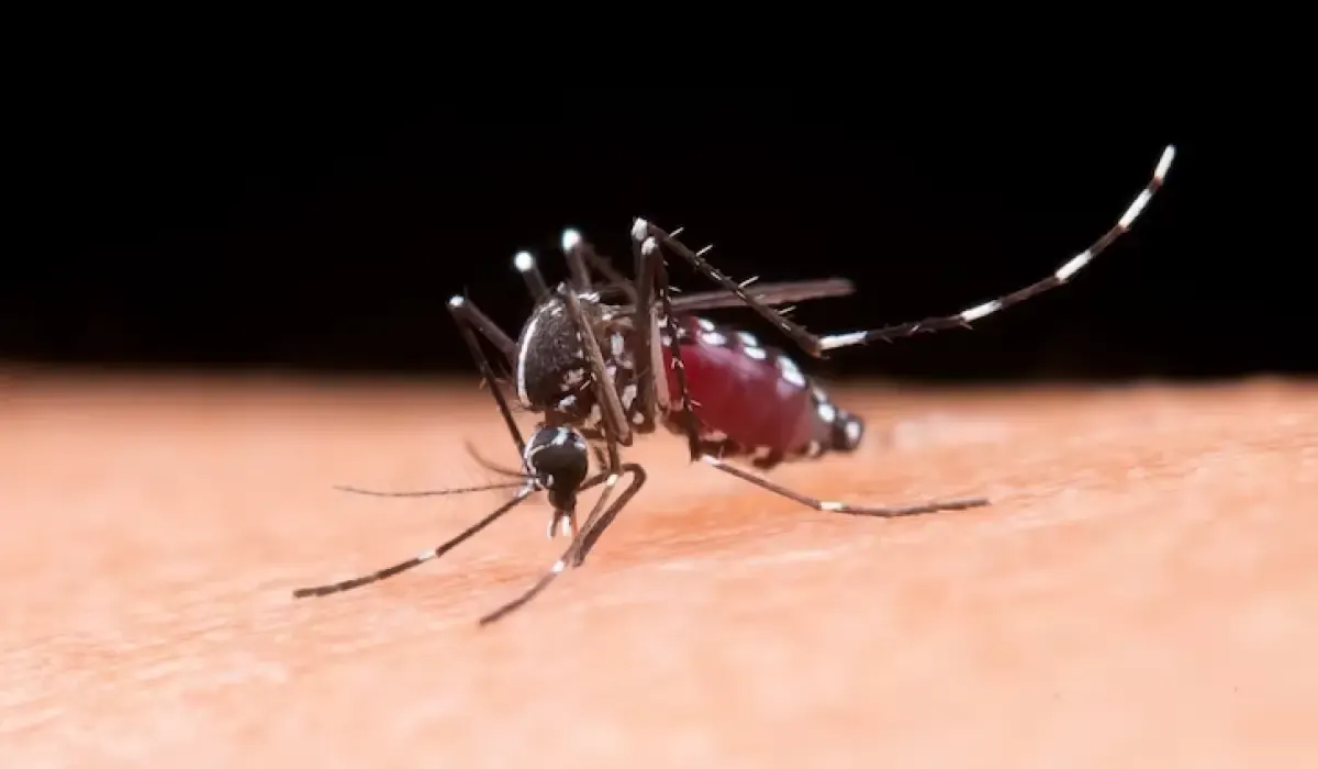 Ilustrasi nyamuk yang menggigit dan bisa jadi penyebab malaria. (Sumber : Freepik.com/jcomp)