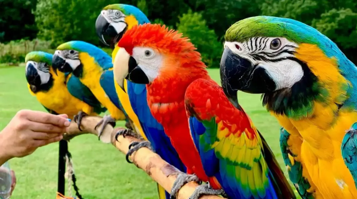 Daftar Harga Burung Macaw Pada Bulan Juli 2023 yang Bisa Jadi Panduan Buat Kamu (Sumber : hewanesia.com)