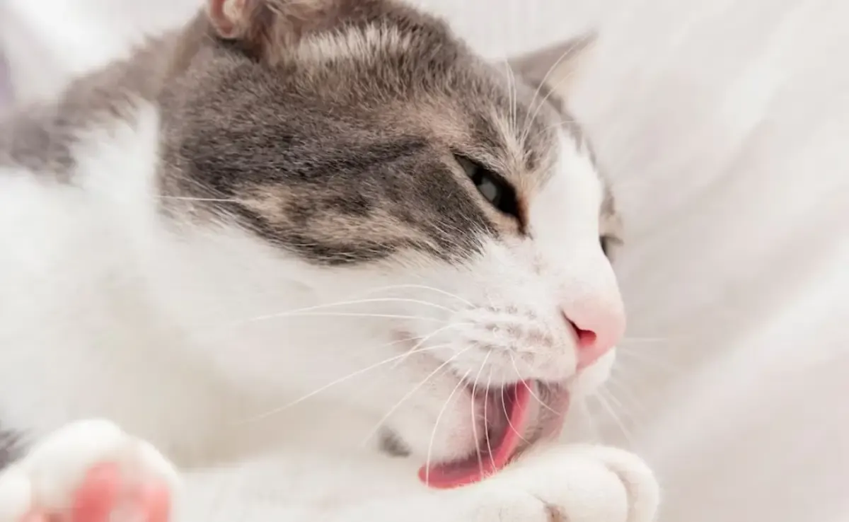 Ternyata ini Alasan Mengapa Lidah Kucing Berduri, Punya Sederet Manfaat(Sumber : freepik.com)