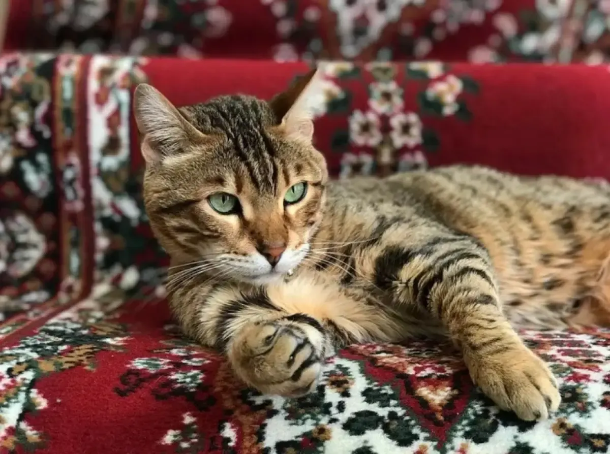 7 Ras Kucing Termahal di Dunia, Ternyata Ada yang Harganya Mencapai 1 Miliar  (Sumber : thesprucepets.com)