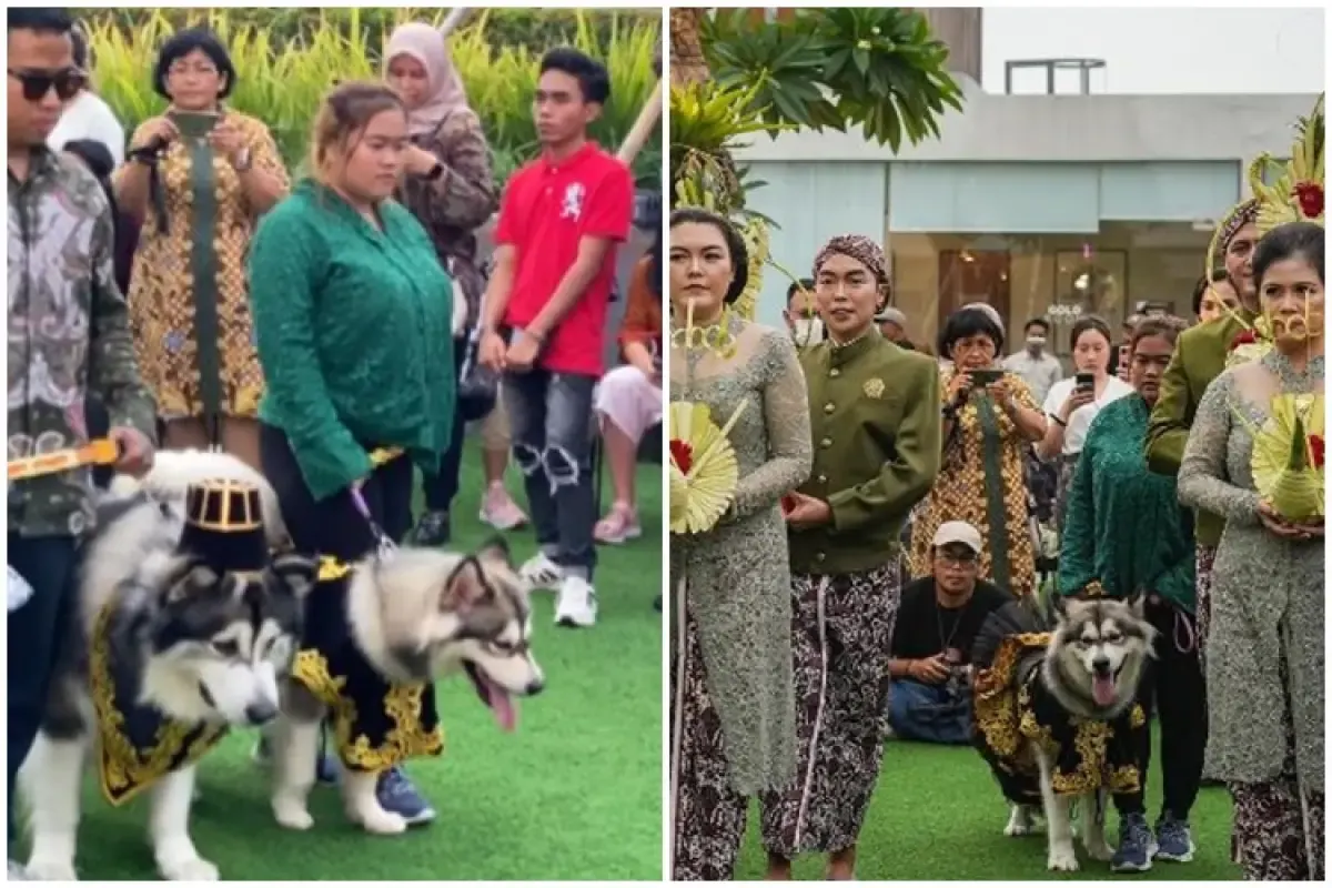 Potret pernikahan mewah anjing Luna dan Jojo memakai adat Jawa (Sumber :  Instagram/jacko.jackie.joyful.jojo/nenaghoib)