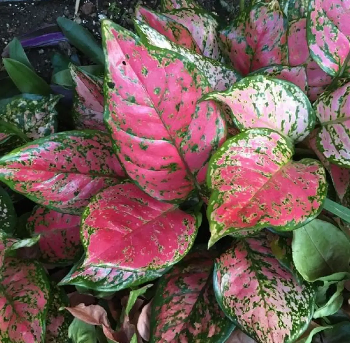 17 Aglonema Jadul Berdaun Cantik Nan Mewah yang Diburu Pecinta Tanaman Hias, Indonesia Punya Semua Loh! (Sumber : Pinterest)