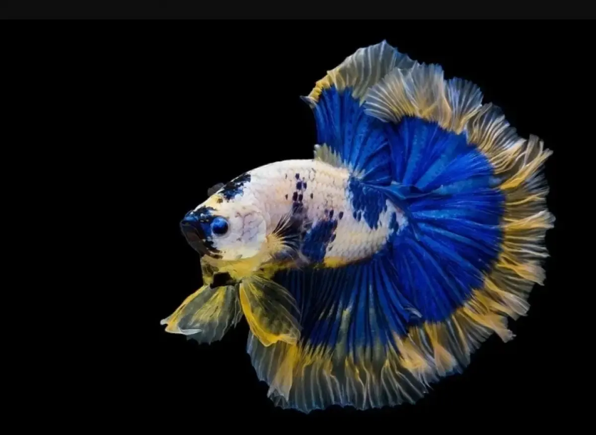 Lakukan 11 Cara ini agar Ikan Cupang Menjadi Ganas, Sehat dan Lincah. Dijamin Tidak Akan Kalah (Sumber : Shutterstock)