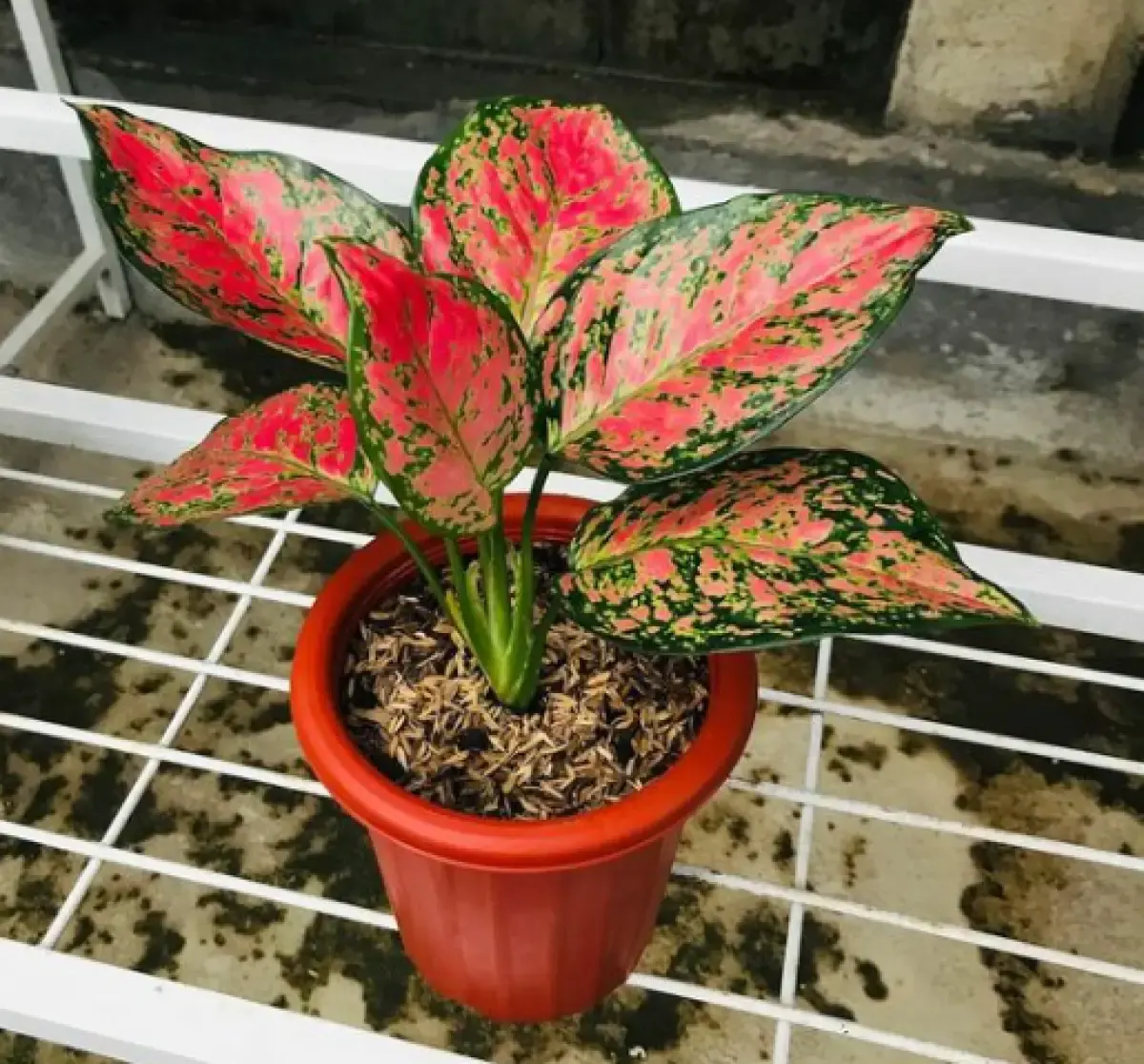 7 Langkah Merawat Aglonema Buat Pemula, Gampang dan Mudah Banget! (Sumber : Pinterest)