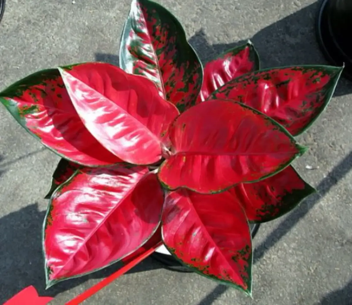 6 Cara Memunculkan Warna Merah pada Aglonema, Warnanya Merah Merona Bisa Dihargai Mahal (Sumber : Pinterest)