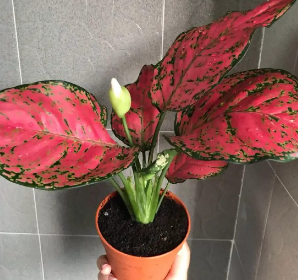Berapa Kali Dalam Sehari Menyiram Aglonema? Ikuti Tips Berikut Ini Supaya Aglonema Tumbuh Subur dengan Daun Indah (Sumber : Pinterest)