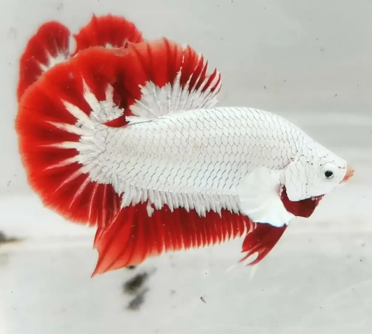 10 Ikan Cupang Hias Cantik yang Selalu Jadi Favorit Bagi Para Penghobi, Sering Jadi Andalan Dalam Kontes Kecantikan (Sumber : media.karousell.com)