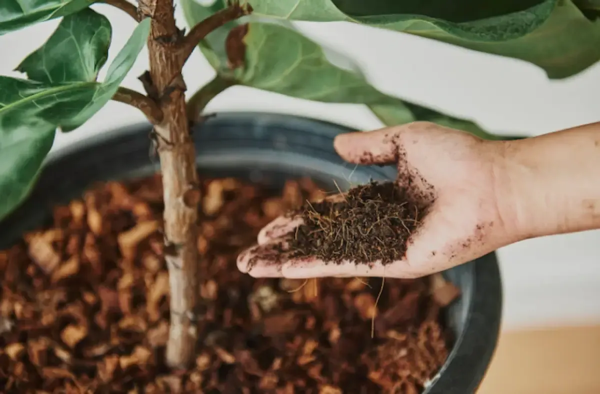 9 Jenis Pupuk Aglonema dan Cara Mengaplikasikannya, Langsung Tumbuh Subur Mudah dan Praktis Banget! (Sumber : freepik/rawpixel.com)