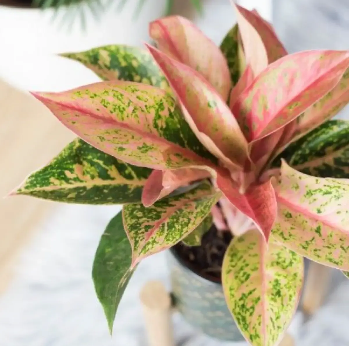 Apa Penyebab Akar Aglonema Busuk dan Bagaimana Cara Mengatasinya? Ikuti Tips Ini Yuk! (Sumber : Pinterest)