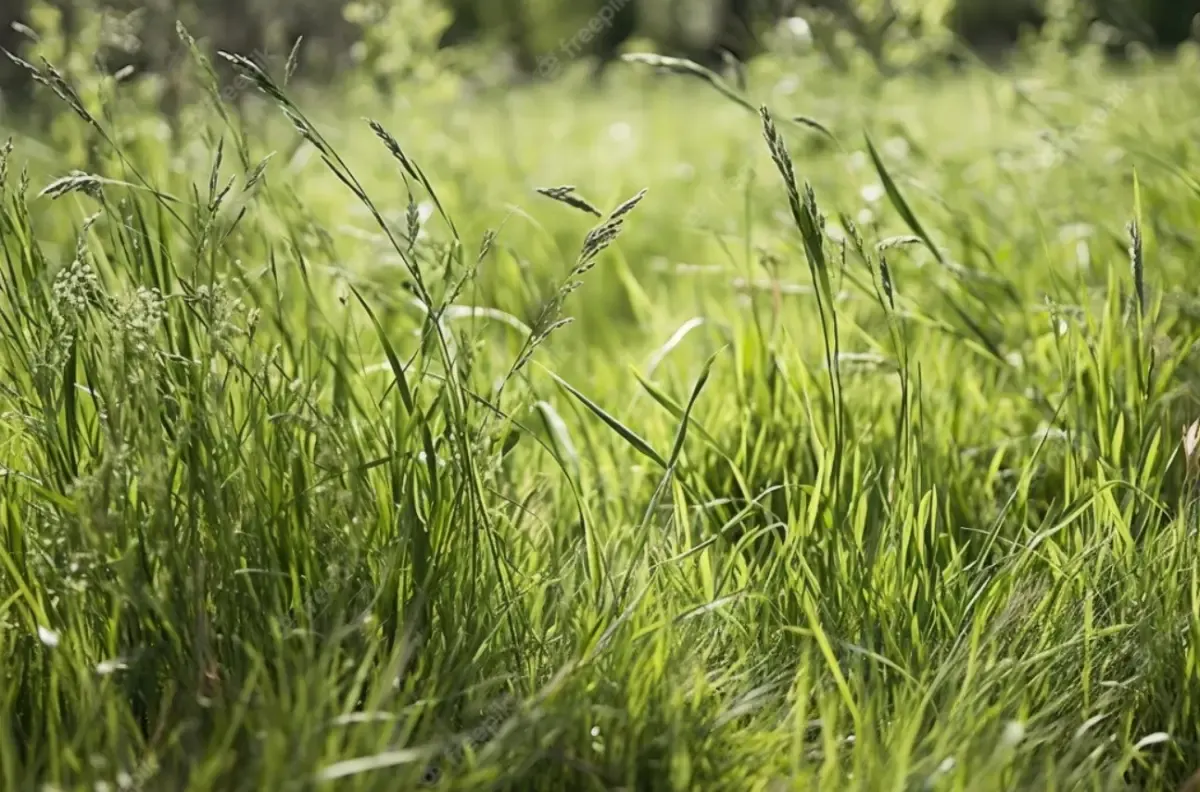 7 Cara Ini Dipercaya Bisa Mematikan Rumput Liar Secara Permanen, Ada yang Sudah Pernah Coba ? (Sumber : freepik.com)