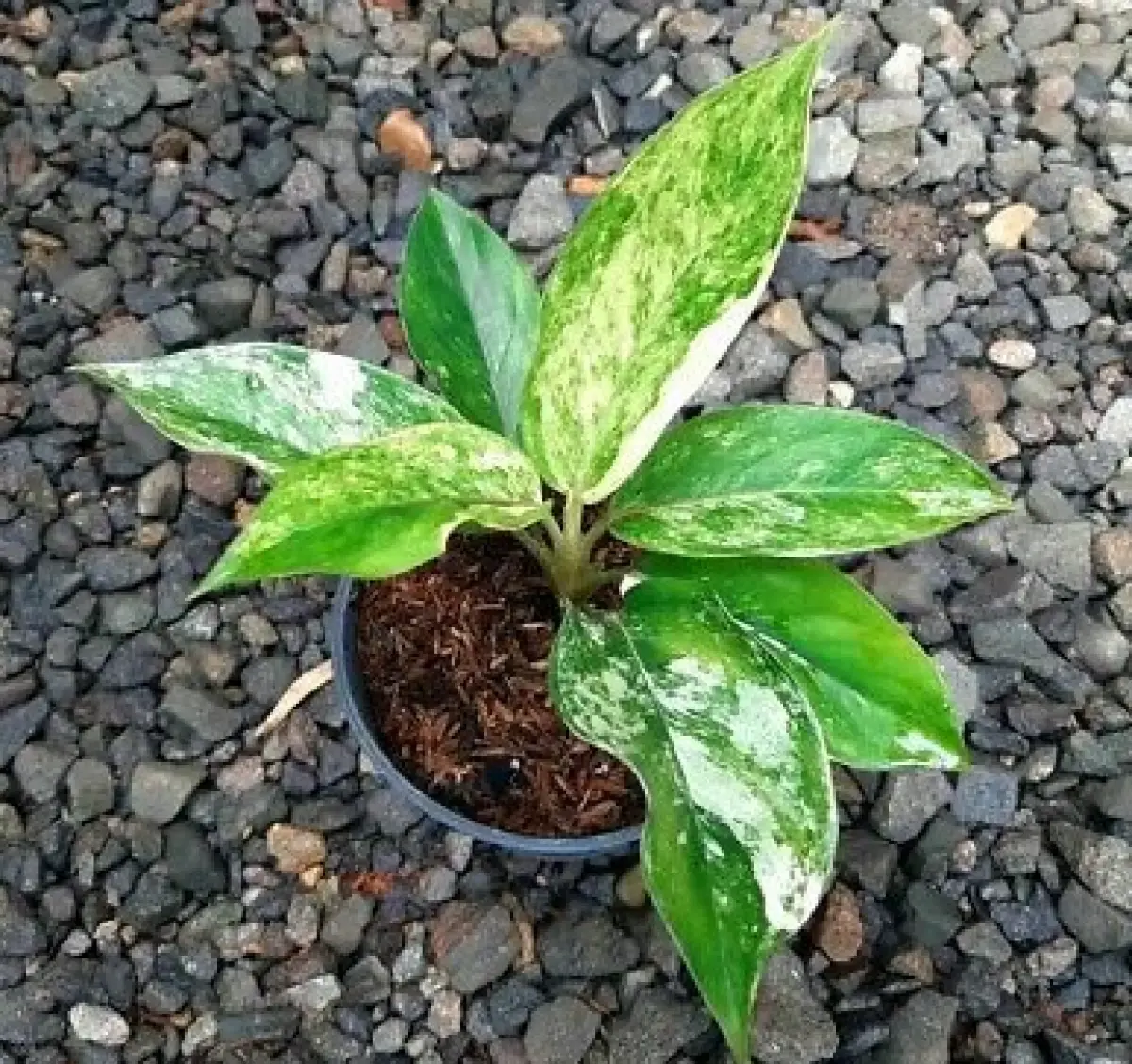 Kenapa Daun Aglonema Berubah Jadi Hijau dan Bagaimana Cara Menguranginya? Simak Tips Lengkap Ini (Sumber : Pinterest)