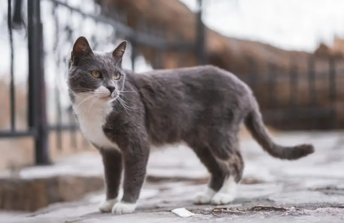 10 Fakta Tentang Kucing Kampung, Mulai dari Fisik yang Kuat Hingga Berfungsi Sebagai Pengendali Hama
