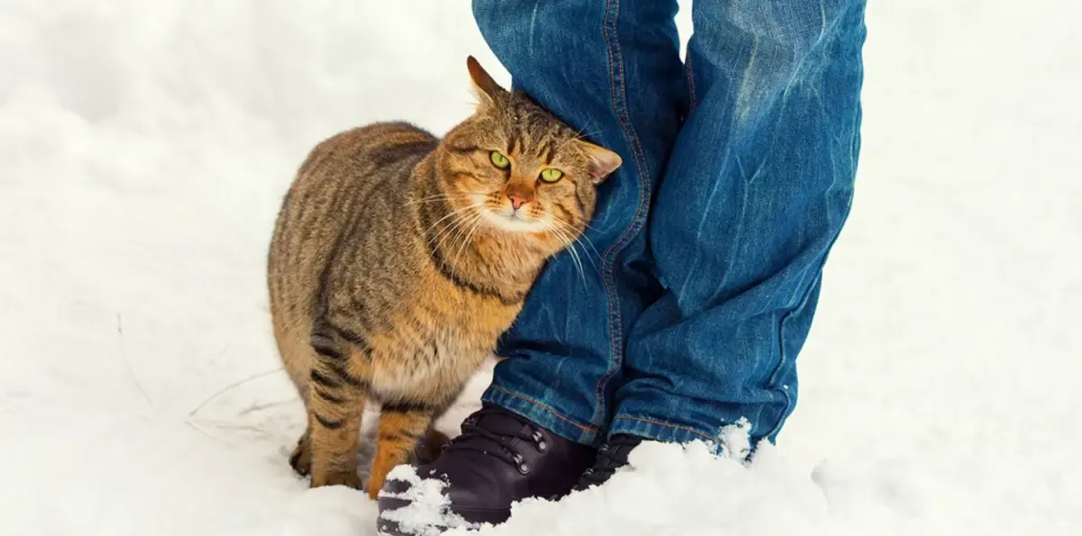 7 Alasan Mengapa Kucing Suka Menggosokkan Badan ke Kaki Kita, Ternyata Tidak Hanya Sebagai Bentuk Ungkapan Sayang  (Sumber : icatcare.org)