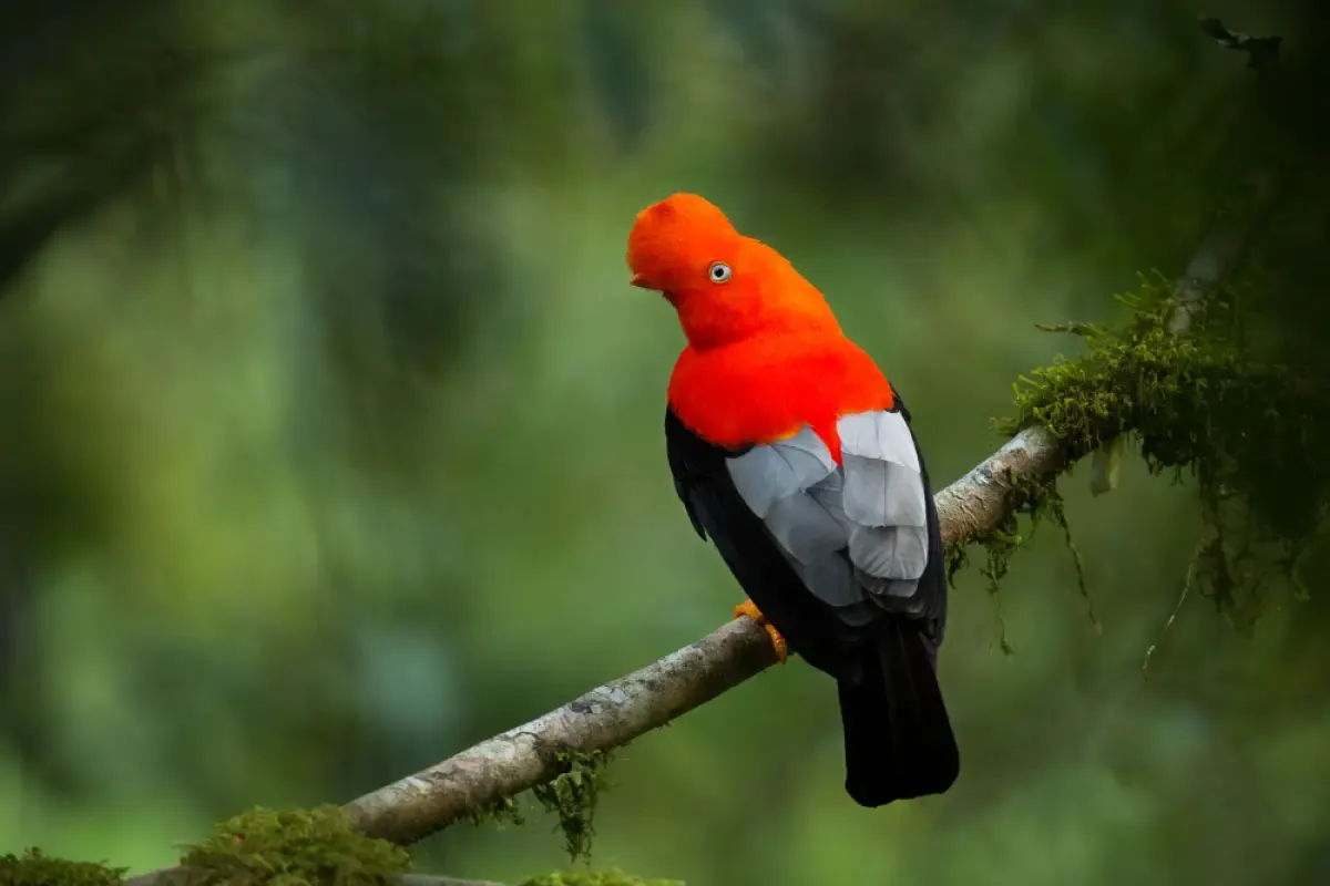 Jawaban Bagaimana Persebaran Flora Dan Fauna Di Indonesia Untuk Anak IPA (Sumber : freepik/vladamircech)