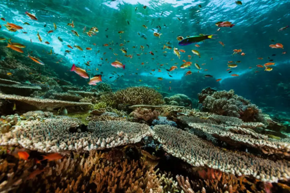 Ilustrasi: Pulau komodo kekayaan alam Indonesia (Sumber : Istockphoto.com)