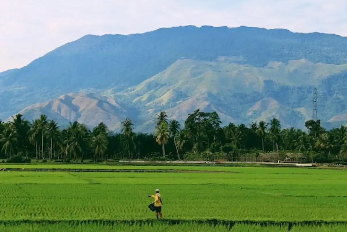 Ilustrasi persawahan di Indonesia (Sumber : Unsplash/Sandy Zebua)