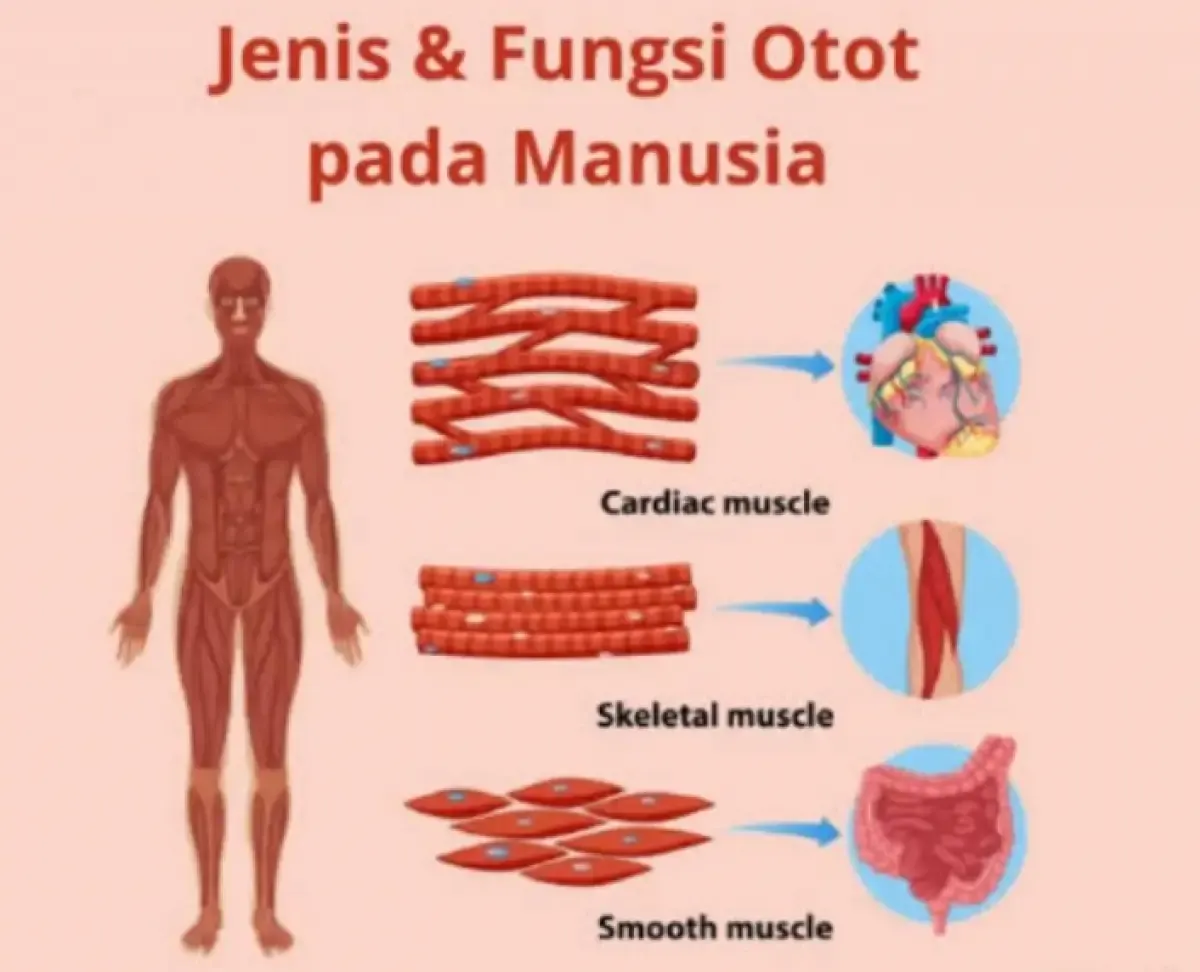 Yuk Kenali Ciri-ciri, Cara Kerja dan Fungsi Otot Polos di Berbagai Organ Tubuh, Mulai dari Mata Hingga Sistem Reproduksi (Sumber : Quipper)