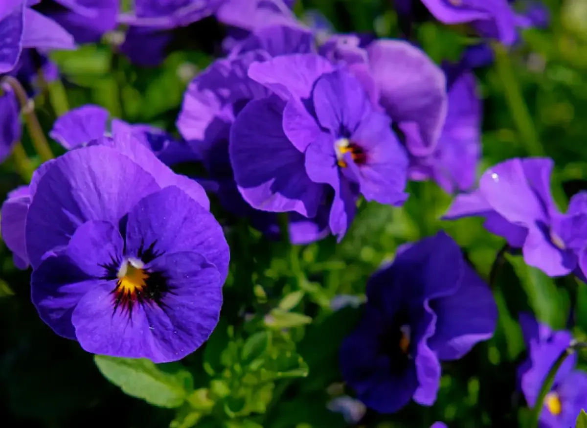 Mari Mengenal Morning Glory, Arti dan Makna Bunga Morning Glory yang Mekar di Pagi Hari Saja (Sumber : freepik/wirestock)