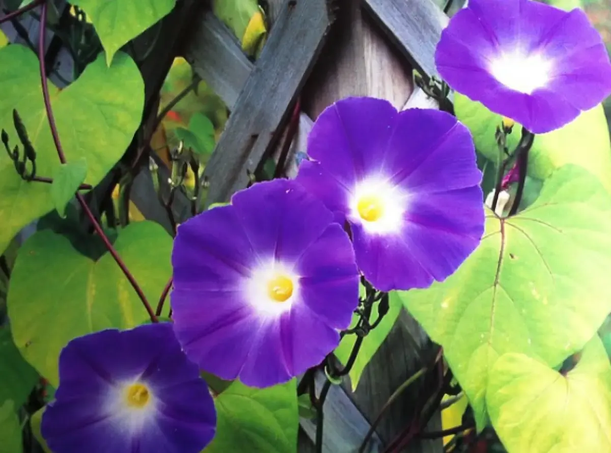 Cara Menanam dan Merawat Morning Glory, Bunga Yang Cocok Ditanam oleh Pemula (flickr/Anne Mann) (Sumber : flickr/Anne Mann)