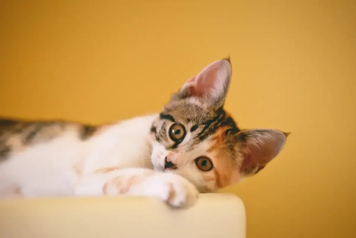 12 Tips Bawa Kucing Peliharaan Anabul dalam Perjalana Jauh dengan Mobil, Jika Gak Mungkin Ditittip (FOTO: pexels.com/Cong H)